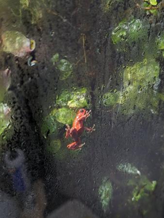 Image 4 of Tropical Bioactive Jungle Terrarium w/ Oophaga Dart Frogs