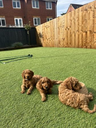 Image 15 of Irish doodle puppies, 8 weeks in just over a week