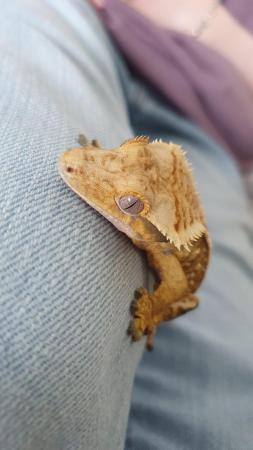 Image 10 of Gorgeous Tri Colour Harlequin Pinstripe Crested Gecko CB 22