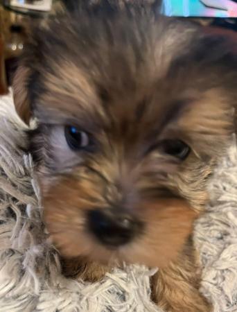 Image 2 of 7 & a half weeks old Yorkshire terrier puppies .