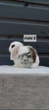 Image 4 of Gorgeous mini lop rabbits ready now