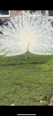 Image 1 of Male Peacock White Adult