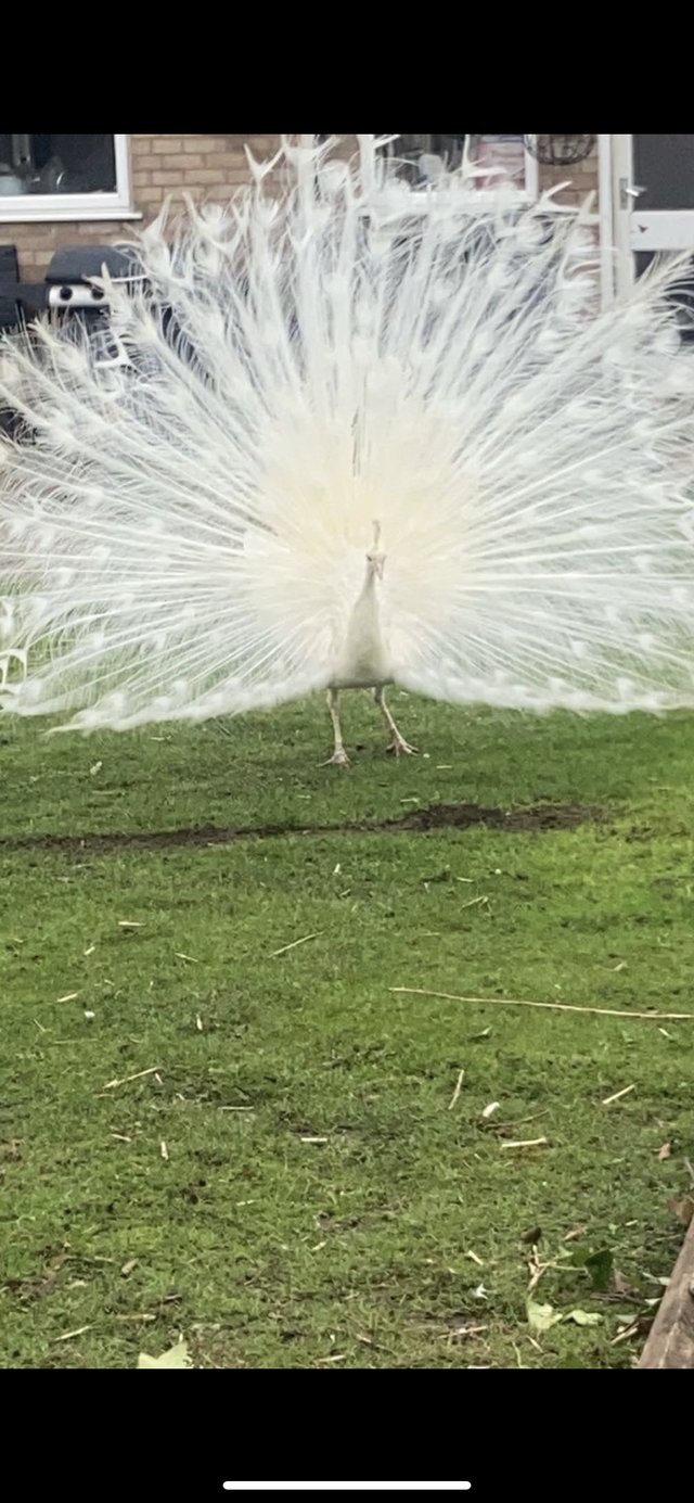 Preview of the first image of Male Peacock White Adult.