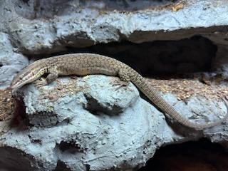 Image 5 of Male Ackie monitor for sale