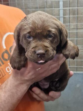 Image 2 of Chocolate labrador puppies for sale