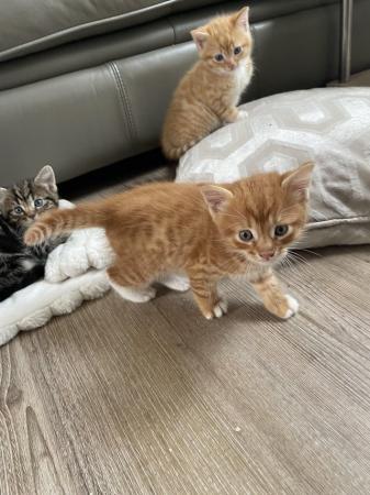 Image 9 of Maine Coon Mix Kittens x