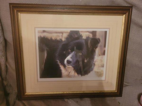 Image 6 of 11 Steven Townsend Limited Edition Prints - Border Collies