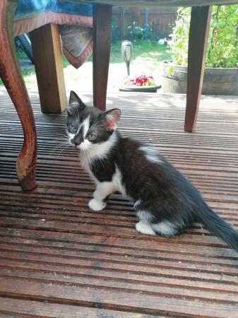 Image 6 of Gorgeous baby kitten, boy ready now for new home