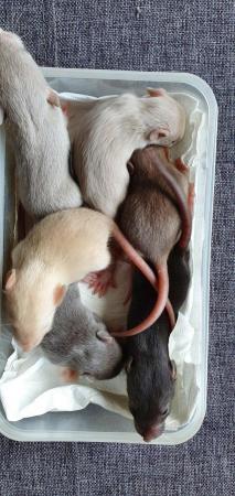 Image 5 of Tame Young/baby rats for sale (guaranteed tame)