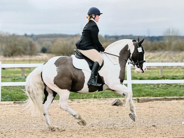 Preview of the first image of 15hh HW cob for share 2 days . Sarratt Herts!.