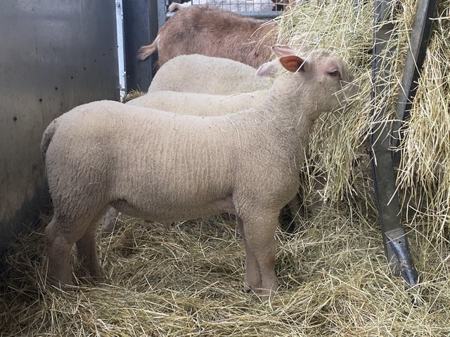 Preview of the first image of 3 Pedigree Charollais Ram Lambs.
