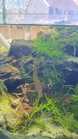 Image 1 of Flash sale 10 mixed high end guppies for £5 .