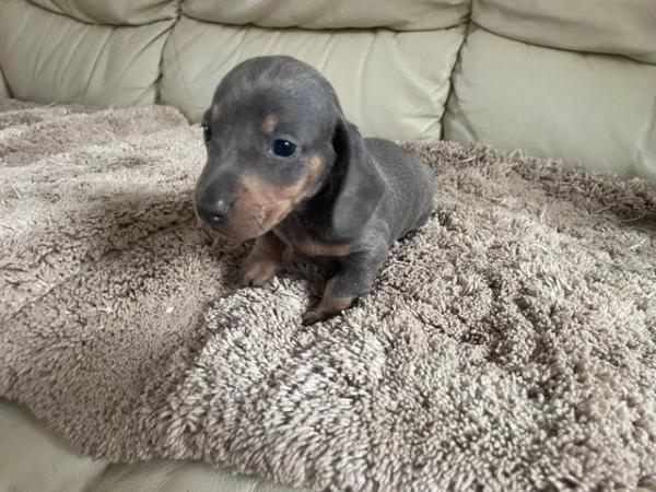 Image 6 of Miniature dachshunds puppies