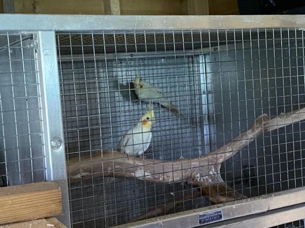 Image 2 of REDUCED 12 x Cockatiels and Breeding Cages Nest Boxes