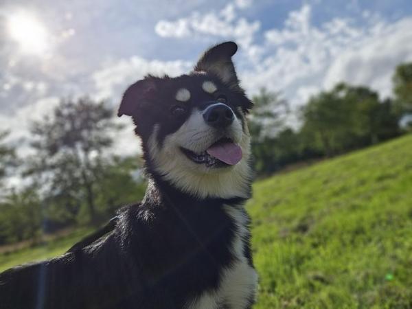 Image 4 of 1 year old border collie x huskys