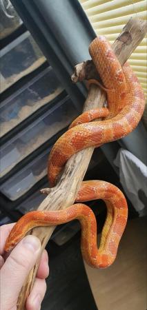 Image 6 of Adult corn snakes male and females
