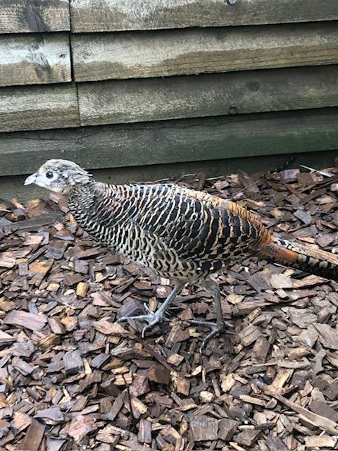 Preview of the first image of Lady Amhurst pheasant poults Parent reared.