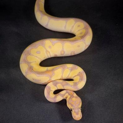 Preview of the first image of Banana Clown Male CB23 Ball Python.