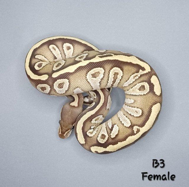 Preview of the first image of Female Pastave Ball Python - CB23.
