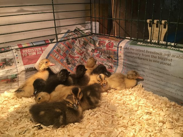 Preview of the first image of Happy healthy good quality pure bred ducklings.