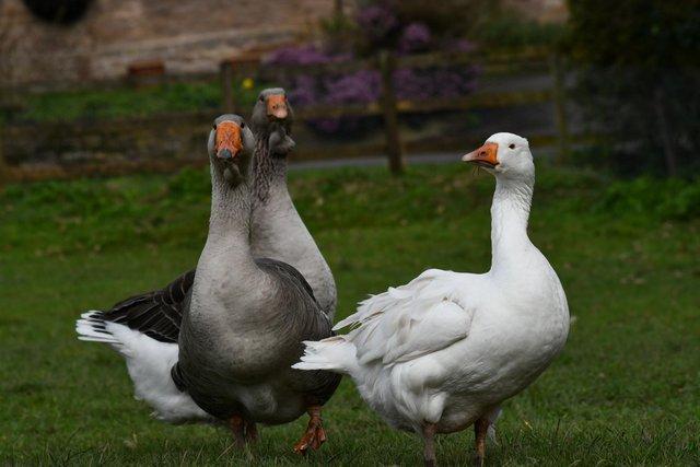 Image 3 of Goose hatching eggs - dewlap Toulouse and Sebastopols