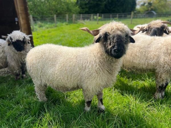 Image 1 of Several pure valais blacknose ewes for sale