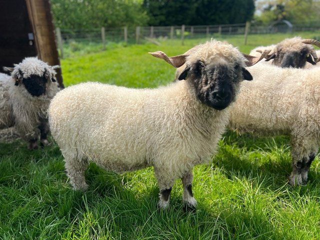 Preview of the first image of Several pure valais blacknose ewes for sale.