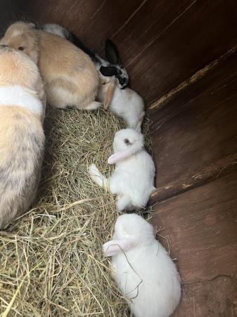 Image 4 of Baby Mini Lop bunnies for new homes