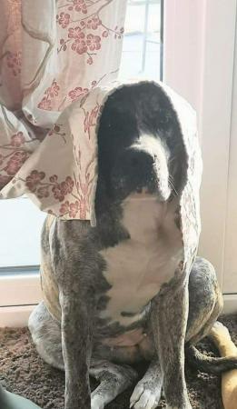 Image 1 of Devasted rehome of this fab Merle girl Old English Bulldog