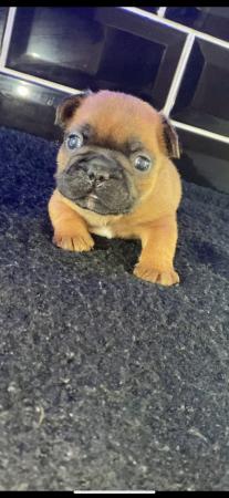 Image 6 of 2 red frenchie pups ready Monday
