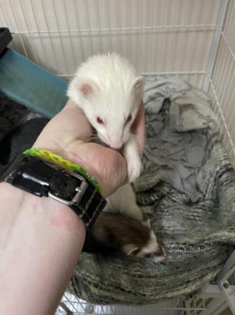 Image 3 of 2 female ferrets for sale