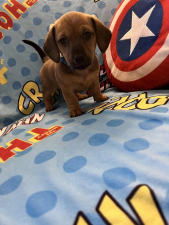 Image 7 of Adorable Chiweenie Puppies Looking For Loving Homes