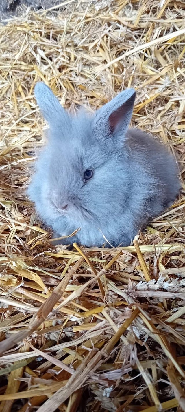 Preview of the first image of 9 week old baby lionhead rabbits for sale.