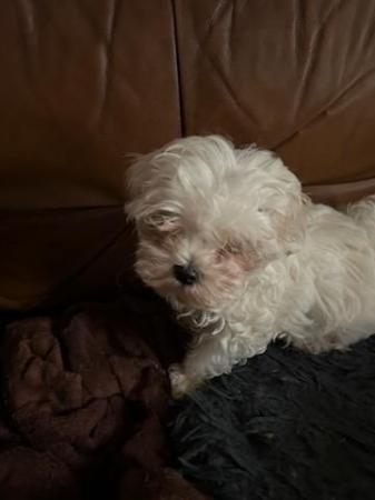 Image 1 of 3 Beautiful Maltese Puppies for sale