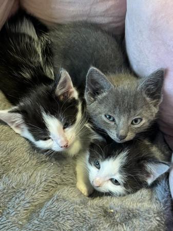 Image 4 of 7 weeks old kittens 1 male 1 female both black & white