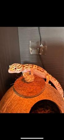 Image 4 of Approximately 1 years old leopard gecko