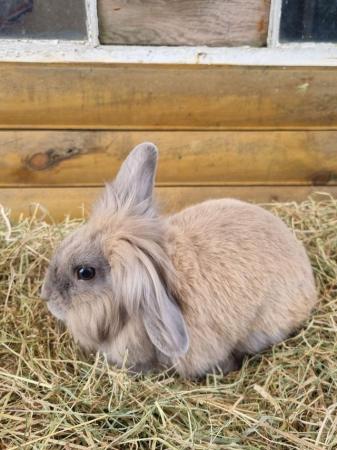 Image 3 of Handsome 3 year old male mini lop cross