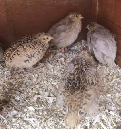 Image 28 of SEXED QUAILS/TAKING ORDERS/25TH MAY !