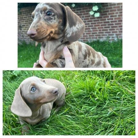 Image 28 of Quality bred Miniature Dachshunds 2 boys for sale.