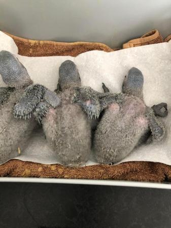 Image 5 of Baby African Grey Parrots