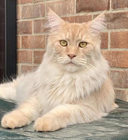 Image 1 of A stunning GCCF registered DNA tested Maine Coon Stud