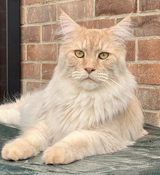 Preview of the first image of A stunning GCCF registered DNA tested Maine Coon Stud.