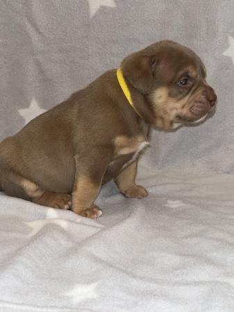 Image 3 of Pocket bully puppies for sale abkc registered