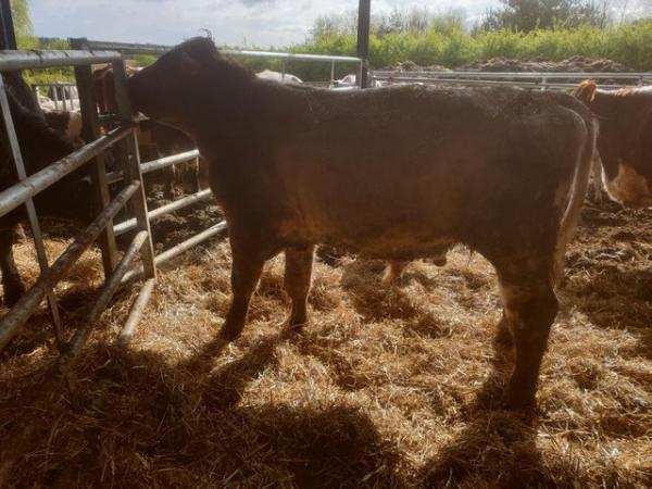 Image 1 of Beef shorthorn roan bull, very quiet and ready to work