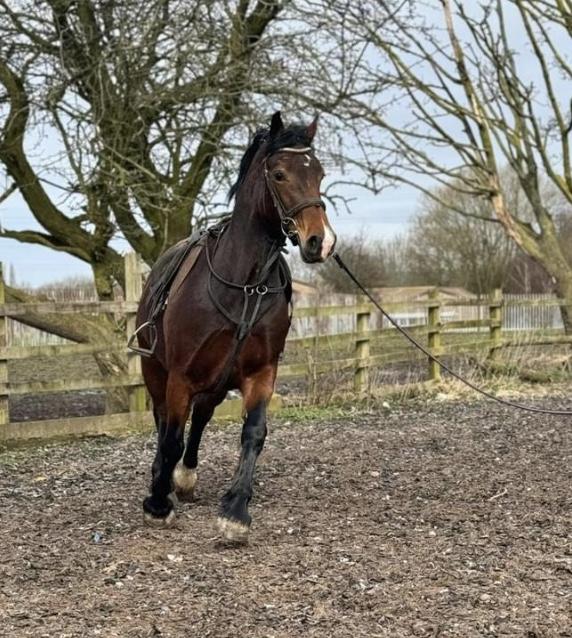 Absolutely stunning welsh section D mare For Sale in Sthelens