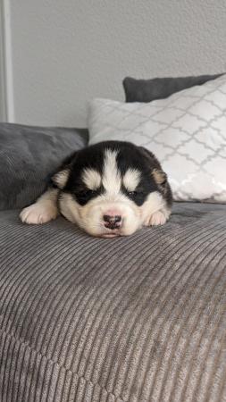 Image 3 of Siberian husky puppy for sale
