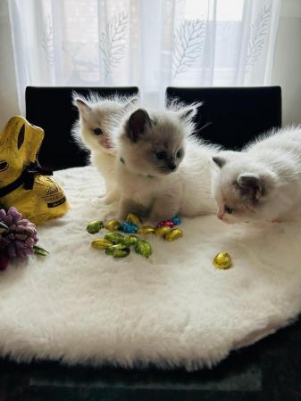Image 6 of 3 Pedigree Ragdoll Boy Kittens available !