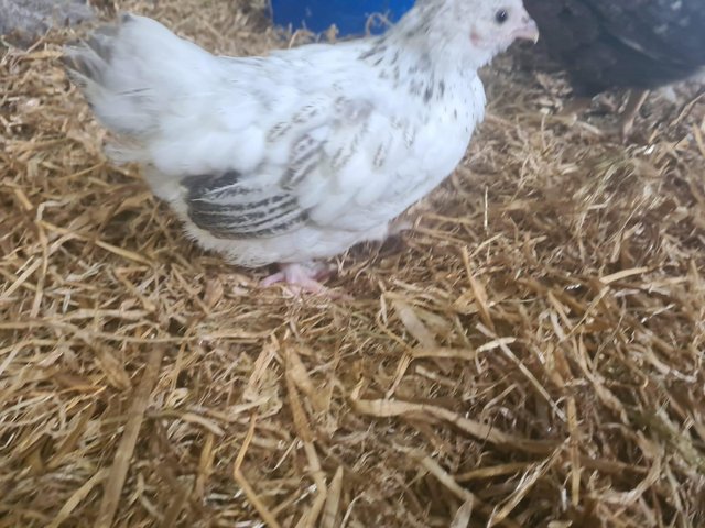 Preview of the first image of Lightsussex bantam x pekin bantams (5 weeks old) 8 available.