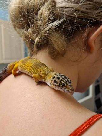 Image 3 of 11 month old Female leopard gecko