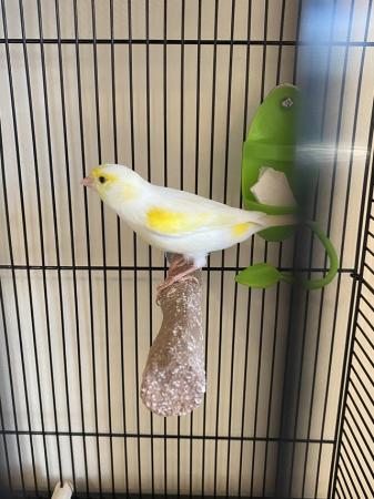 Image 2 of Mosaic male canary for sale